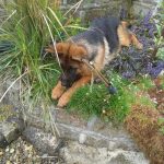 Dog Walking Services