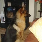 Dog Sitting Services Co. Dublin
