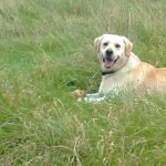 Dog Walkers Louth