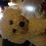 Dog Sitters Dublin