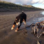 Dog Walking Services