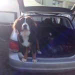 Dog Sitters Co. Meath.