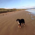 Dog Sitters Co. Louth.