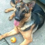 Dog walkers and Pet Sitters in Dublin