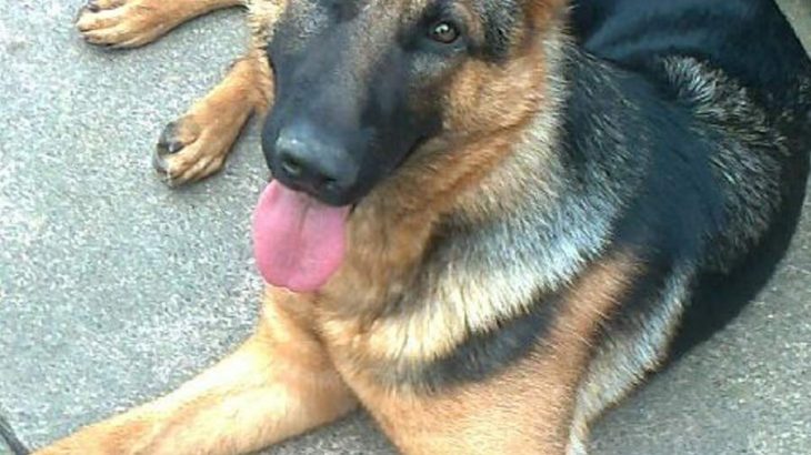 Dog walkers and Pet Sitters in Dublin