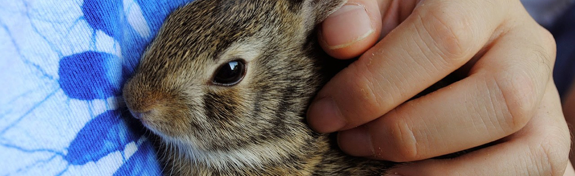 Rabbits Minding Dublin Ireland
