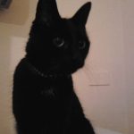 Cat Sitting Dublin, Meath, Louth