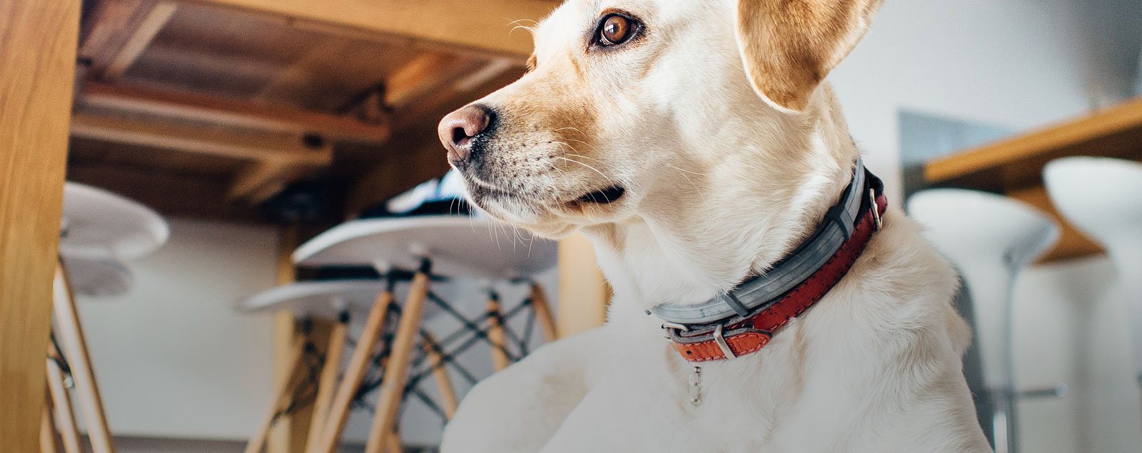 An Easter Sunday Through Your Dog’s Eyes
