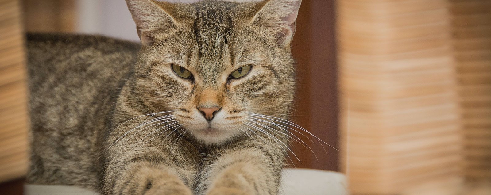 Why Your Cat Is Suddenly Obsessed with Going Outside Again