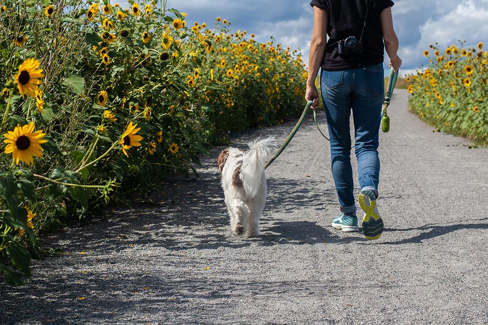 Why Professional Dog Walking Makes Life Better for Dublin Dogs — And Their Owners!