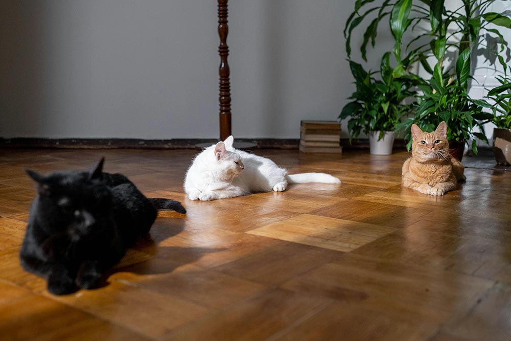 Top 5 Health & Safety Tips for Cat Sitting This Summer in North Dublin