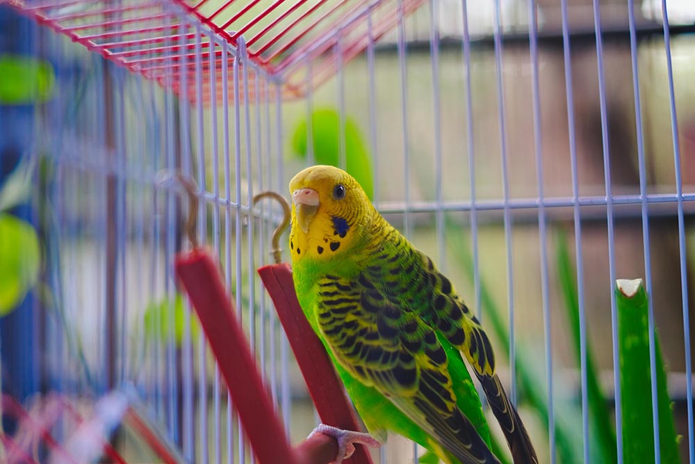 Beyond Dogs & Cats: Minding Birds, Rabbits & Hamsters in North Dublin