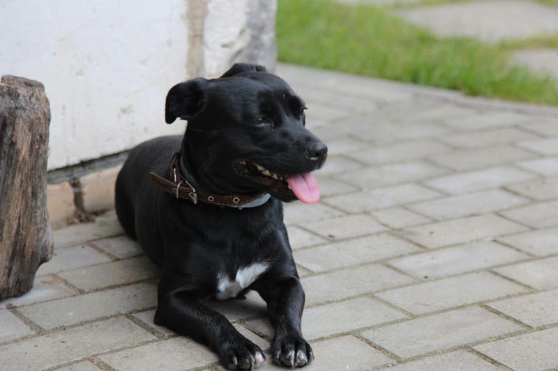 The Do’s and Don’ts of Pet Care During Irish Holidays
