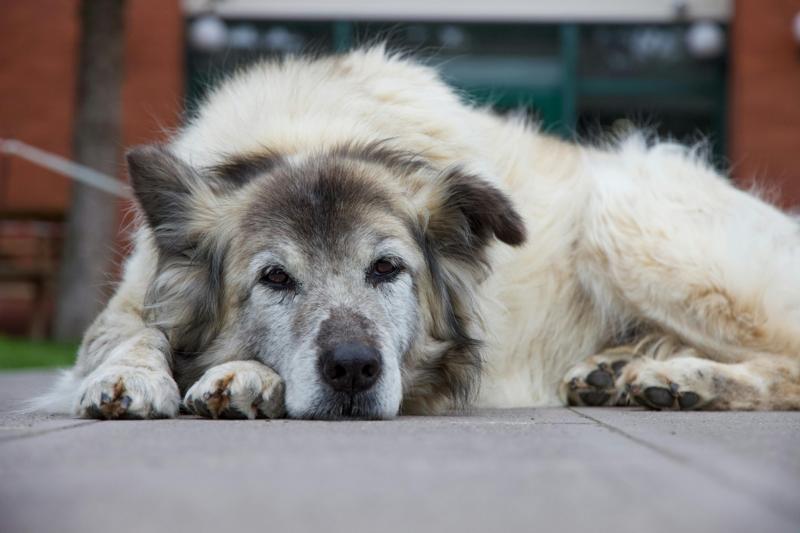 Caring for Senior Cats and Dogs While You’re Away