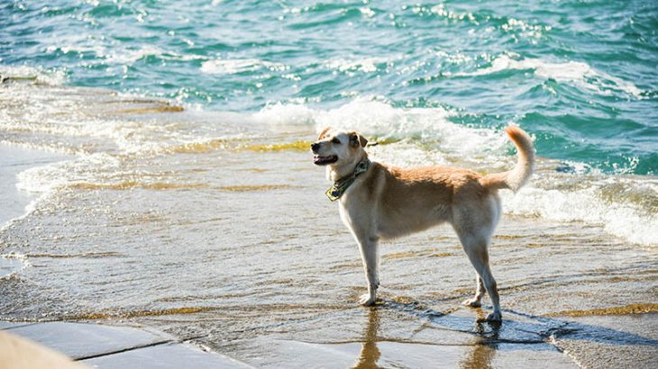 Golden retriever running on a Beach
