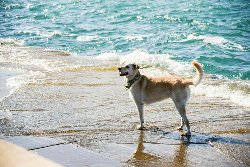 Spotlight on Local Pet Spots: Hidden Gems in Meath & Louth