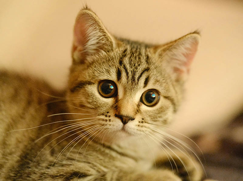 Preparing Your Home (and Pet!) for a Pet Sitter: A Dublin Guide