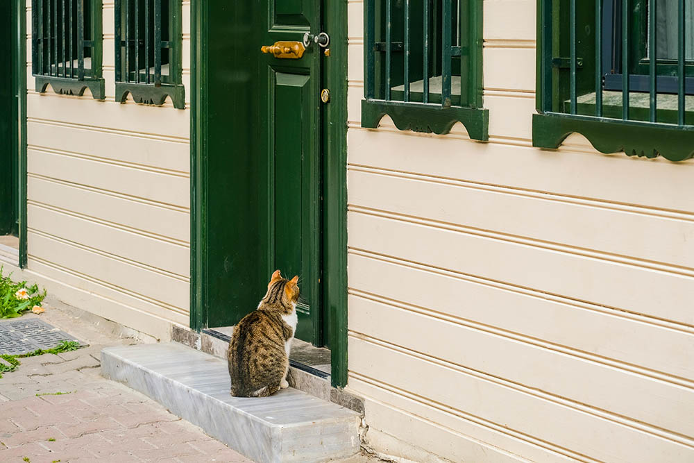 Separation Anxiety in Pets: How to Ease the Stress When You’re Away