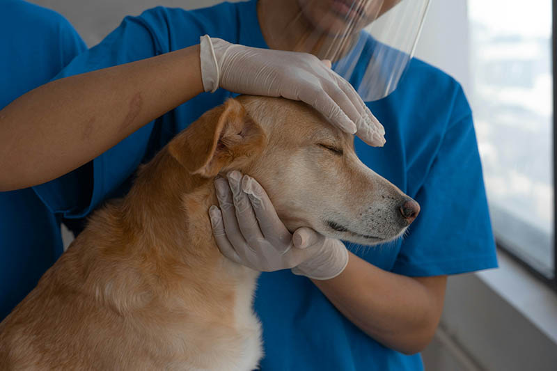 Pet Insurance in Ireland