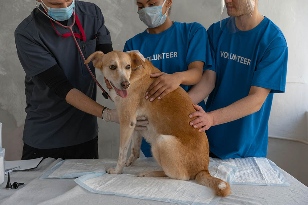 Pet First Aid Basics Every Owner Should Know