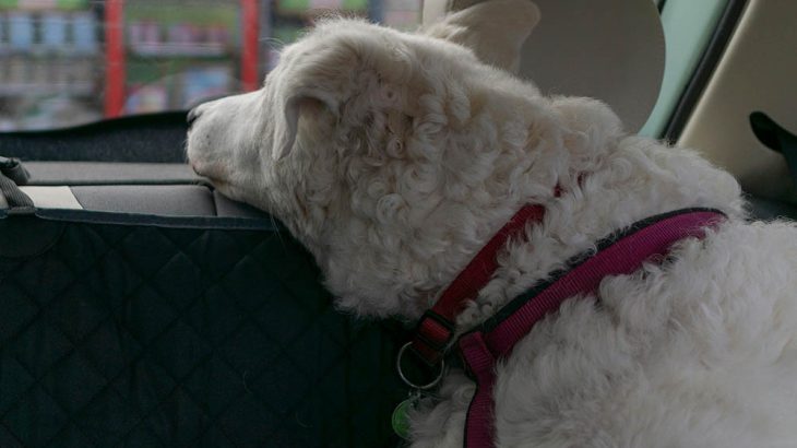 dog looking out window