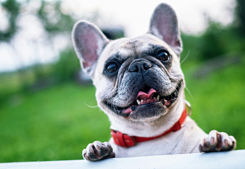 How to Spot a Happy Pet: 7 Signs Your Dog or Cat Feels Loved