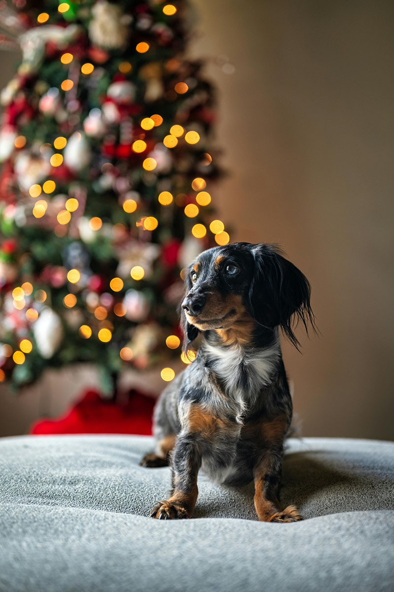 Pets and Christmas: How to Survive the Festive Season Together