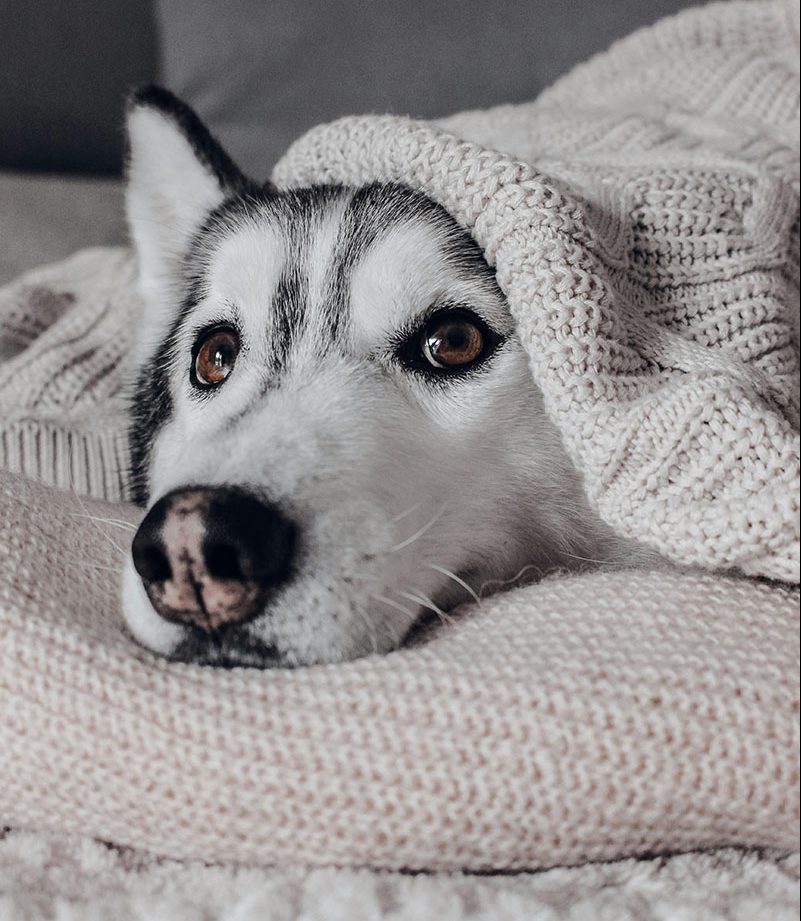 Cold Noses, Warm Hearts: How to Keep Pets Cosy Through the Irish Winter