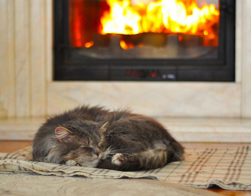 The Great Indoors: Keeping Cats Happy When It’s Too Cold to Roam