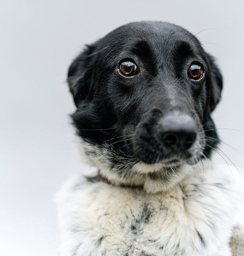 Why January Is the Hardest Month for Some Pets