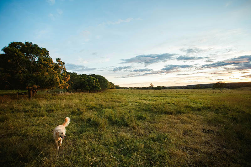 Spring Hazards for Dogs on Walks: What to Watch For