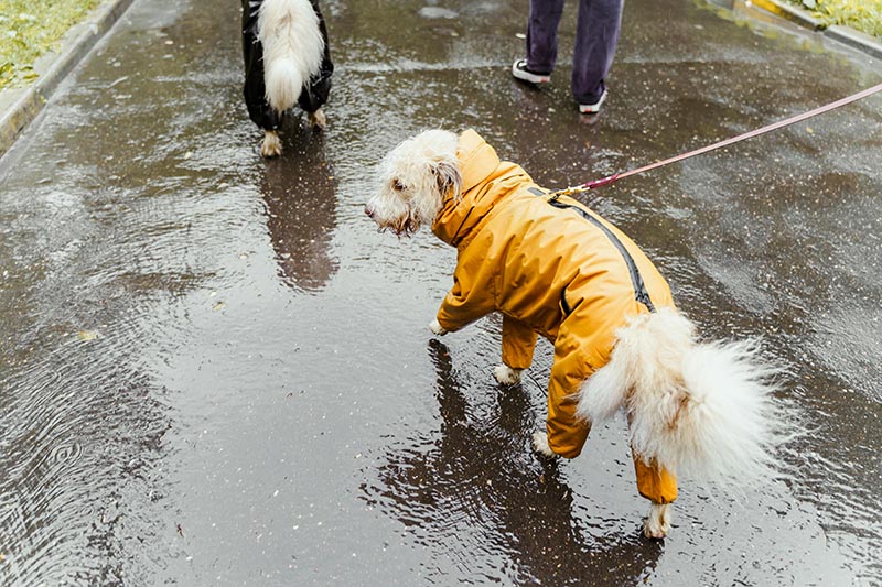 When the Rain Won’t Stop: Keeping Pets Happy on Wet Days
