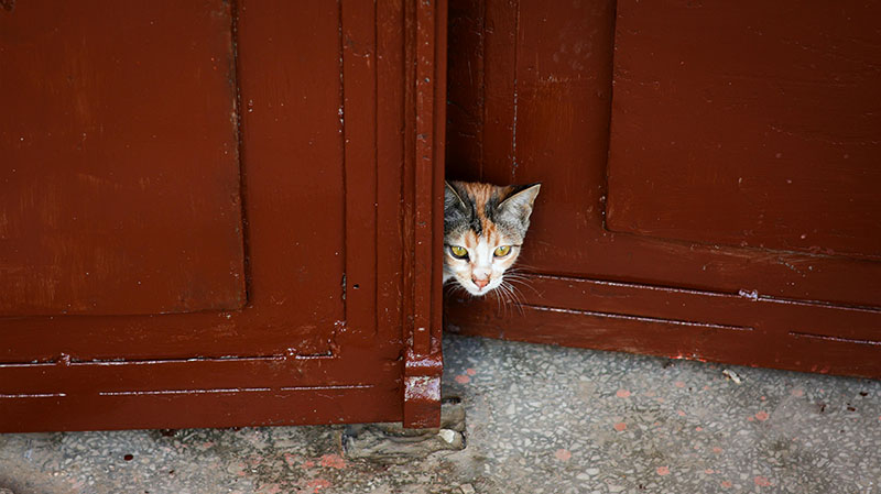 What It’s Really Like to Have a Pet Sitter Visit Your Home