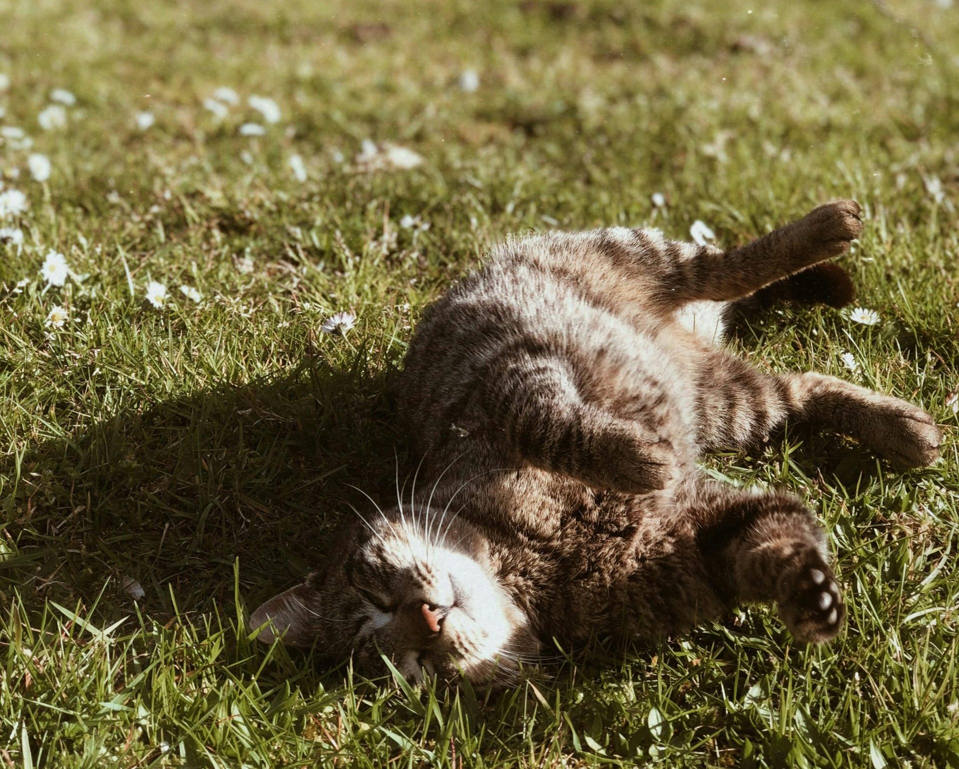 Getting Your Pet Ready for Summer: What Changes When the Weather Warms Up