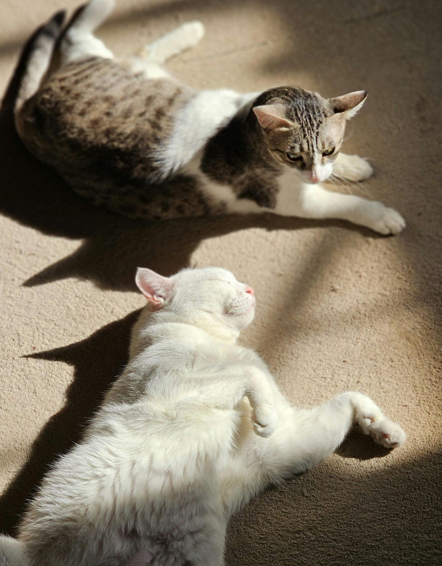 Why Pets Are Happier Staying in Their Own Home