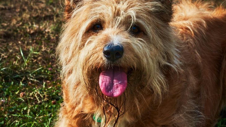 Shaggy terrier-type dog lying in the grass, panting on a warm day