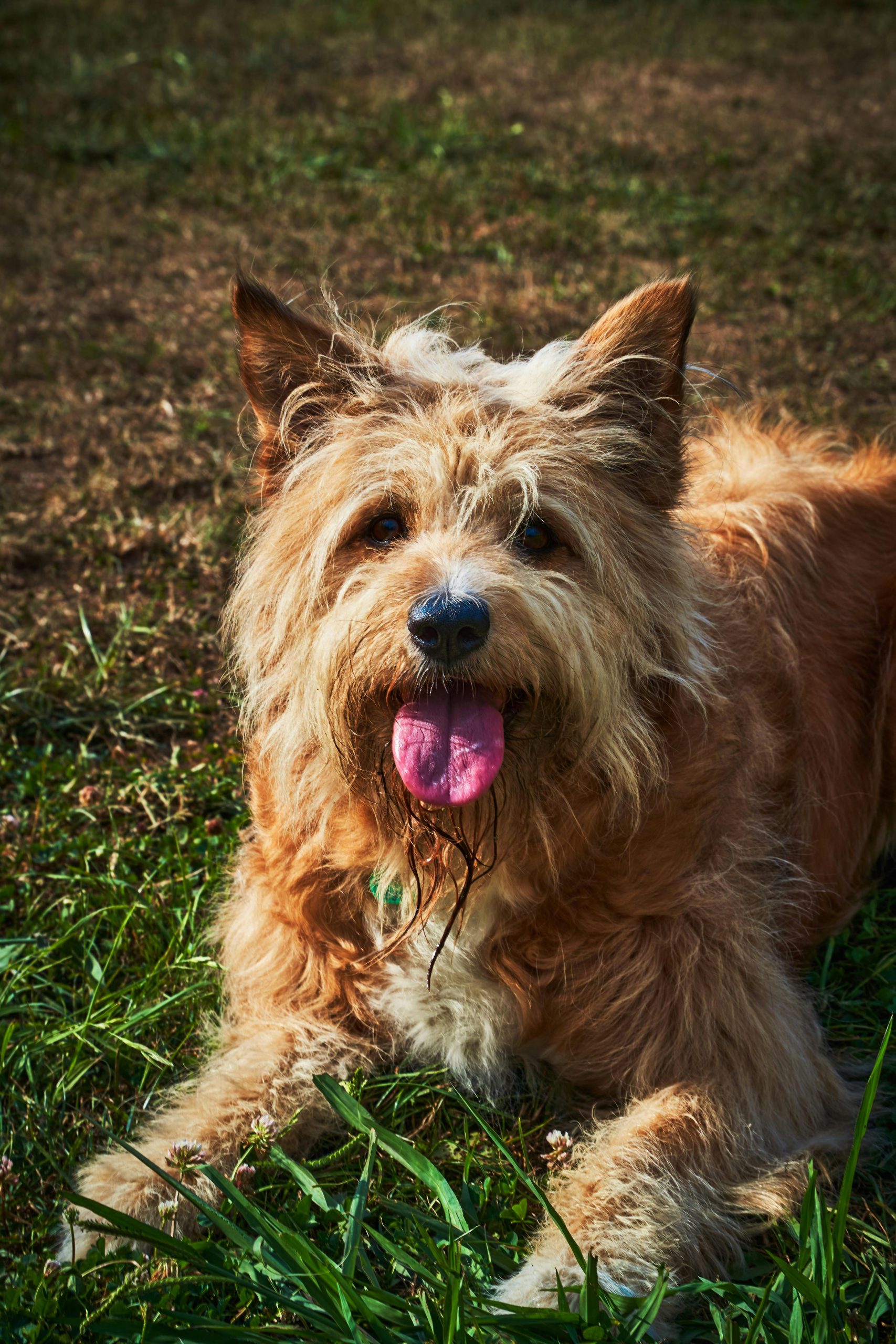 Why Your Dog Sleeps More in Summer