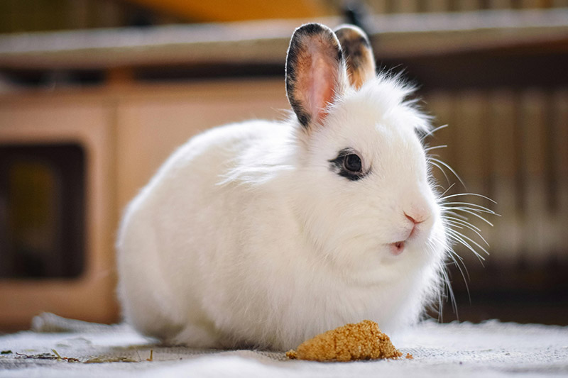 7 Simple Ways to Keep Rabbits Happy Indoors