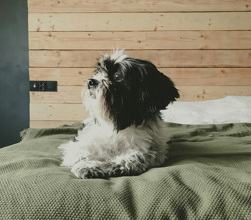 Dog-Friendly Hotels in Ireland: Places You and Your Dog Can Actually Enjoy