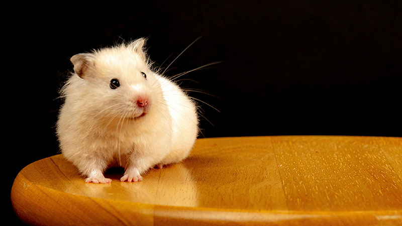 Common Mistakes New Hamster Owners Make