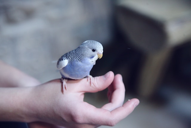 Beyond Dogs and Cats: Caring for Rabbits, Birds and Other Small Pets