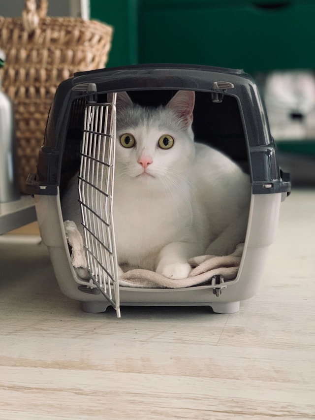 Travelling with Pets: A Guide to Ferries, Flights and Pet Passports from Ireland