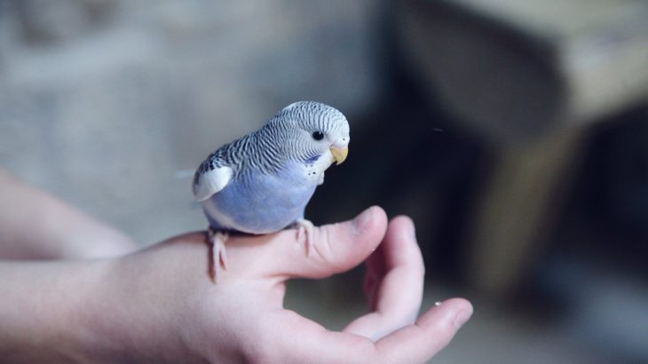 Blue and white budgie perched on a person's hand