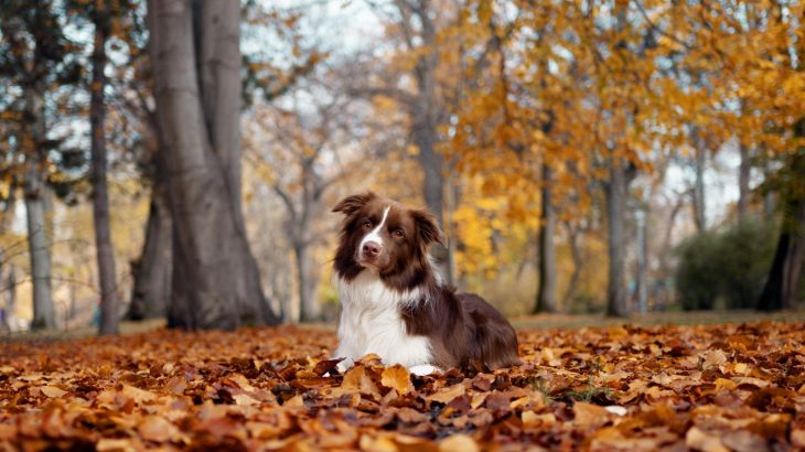 Brown and white collie sitting among orange autumn leaves in a park