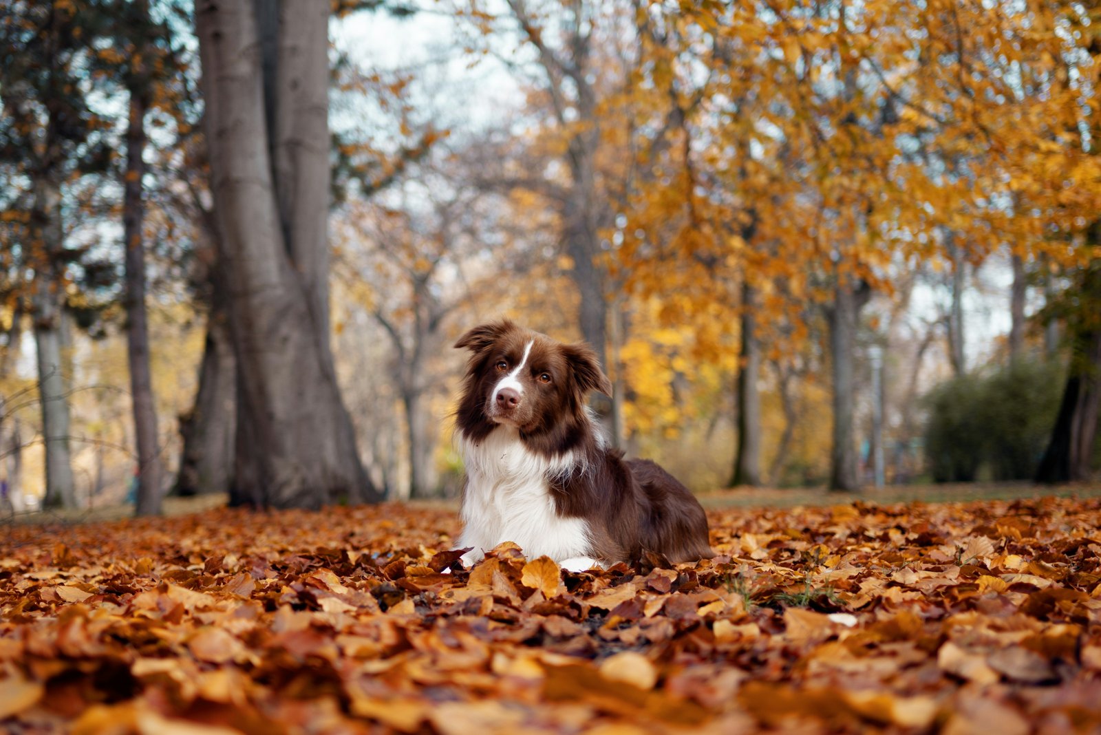 Darker Evenings, Safe Walks: Autumn Dog Walking in Ireland