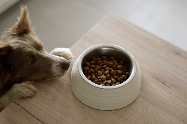 Feeding Your Pet Right: A No-Nonsense Guide to Reading Pet Food Labels