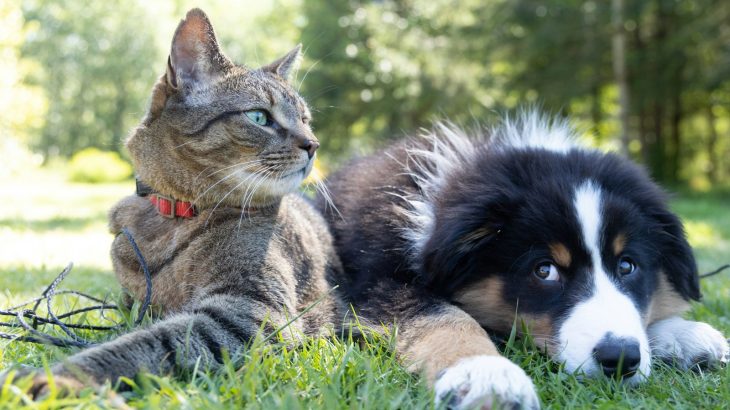 A cat and a puppy lying together outdoors in the grass