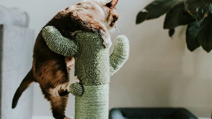 Cat climbing and scratching a green cactus-shaped scratching post in a living room