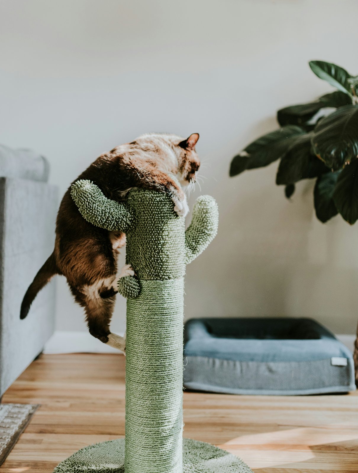 How to Stop Your Cat Scratching the Furniture (Without the Battle)