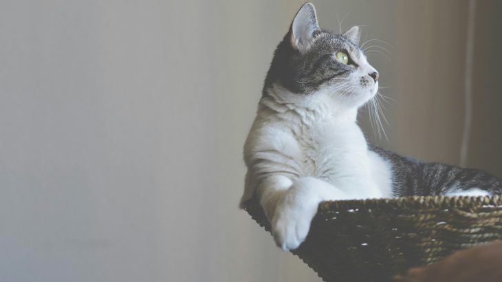 Tabby and white cat lounging contentedly in a woven basket